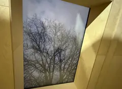 Dakraam met houten omlijsting en uitzicht op een boom.